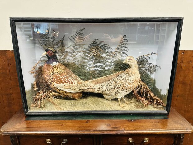 Taxidermie-Fazanten-in-Vitrine-1
