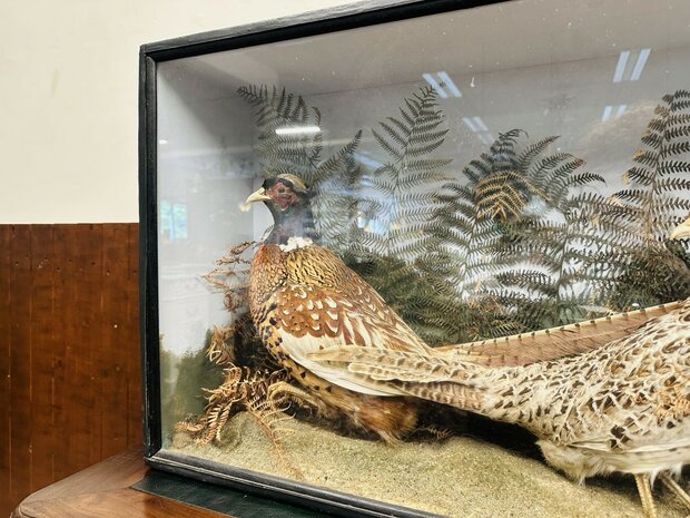 Taxidermie-Fazanten-in-Vitrine-6