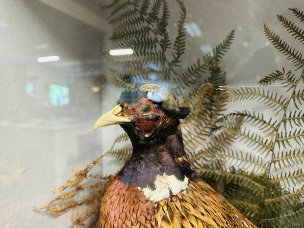 Taxidermie-Fazanten-in-Vitrine-8