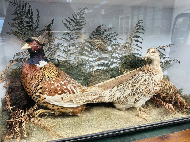 Taxidermie-Fazanten-in-Vitrine-11