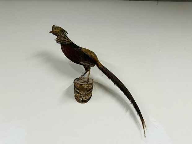 Taxidermie-Goudfazant-Wandmodel