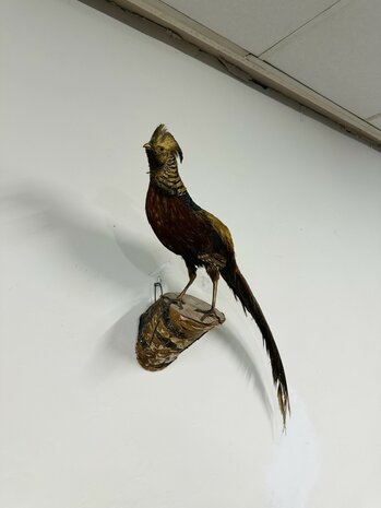 Taxidermie-Goudfazant-Wandmodel-2