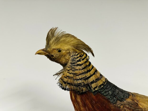 Taxidermie-Goudfazant-Wandmodel-6