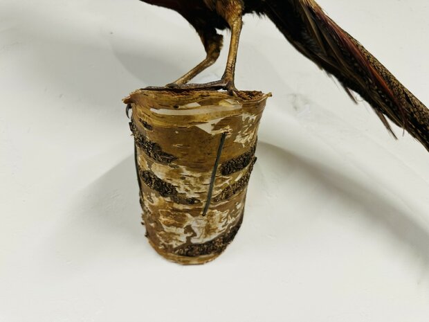 Taxidermie-Goudfazant-Wandmodel-9