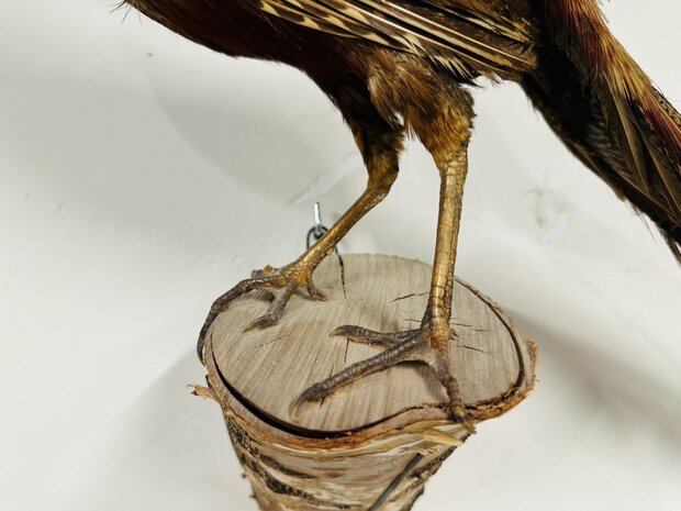 Taxidermie-Goudfazant-Wandmodel-10