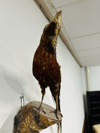 Taxidermie-Goudfazant-Wandmodel-13