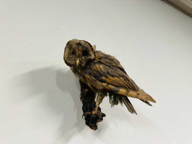 Taxidermie-Uil-Wandmodel