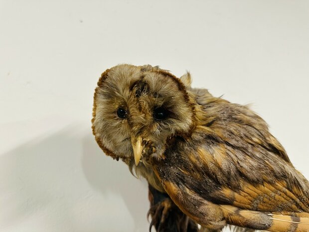 Taxidermie-Uil-Wandmodel-1