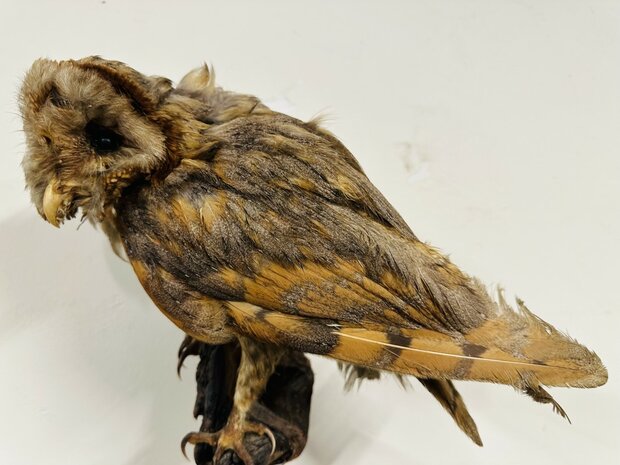 Taxidermie-Uil-Wandmodel-3