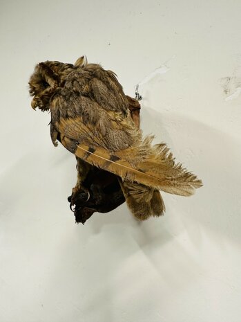 Taxidermie-Uil-Wandmodel-6