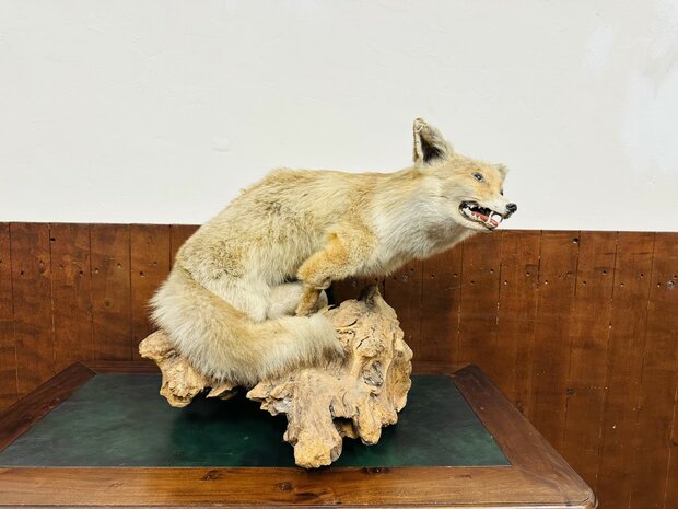 Taxidermie-Vos-Op-Hout