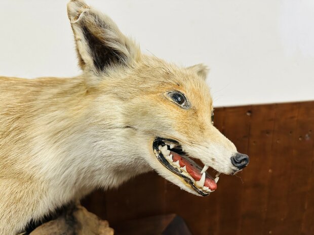 Taxidermie-Vos-Op-Hout-4