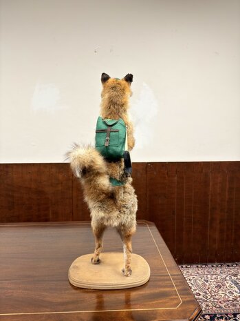 Taxidermie-Opgezet-Vos-verkleed-als-Jager