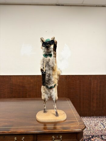 Taxidermie-Opgezet-Vos-verkleed-als-Jager
