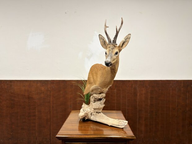 Taxidermie-Reebok-op-Hout