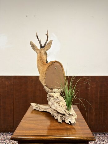 Taxidermie-Reebok-op-Hout