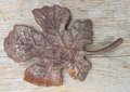 Wrought iron leaf - OS25