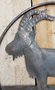 Wrought iron ornament ibex - OS49