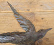 Large wrought iron bird