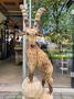 Groot houtsnijwerk van een Steenbok